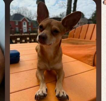 Peanut -  Chihuahua Dog for Adoption in Tenafly, New Jersey - Peanut | PetCurious