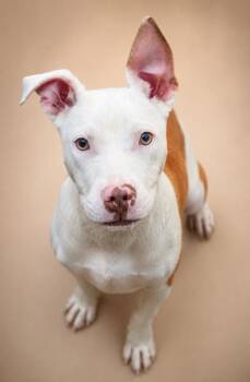 Rowdy Red -  Fox Terrier and Mixed Breed Dog for Adoption in Bowling Green, Kentucky - Rowdy Red | PetCurious