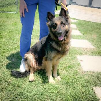 ALICE 26-06-112 -  German Shepherd Dog Dog for Adoption in Bastrop, Texas - ALICE 26-06-112 | PetCurious
