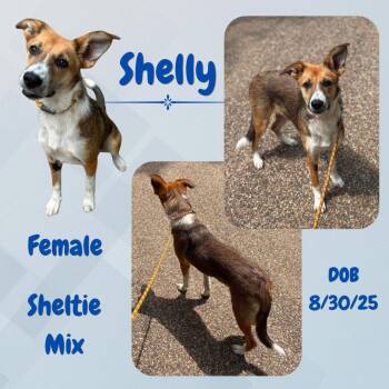 Shetland Sheepdog Sheltie Dogs Available for Adoption in Caldwell, Texas - Shelly | PetCurious