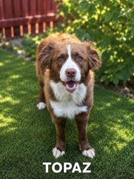 Topaz -  Australian Shepherd Dog for Adoption in Lucas, Texas - Topaz | PetCurious
