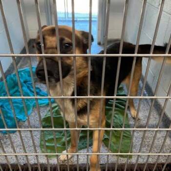 Tito -  Mixed Breed Dog for Adoption in Jeffersonville, Indiana - Tito | PetCurious