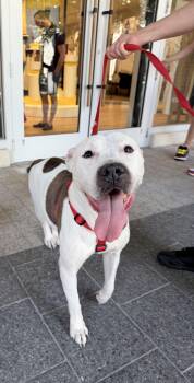Pit Bull Terrier Dogs Available for Adoption in Palm Springs, Florida - Rue | PetCurious