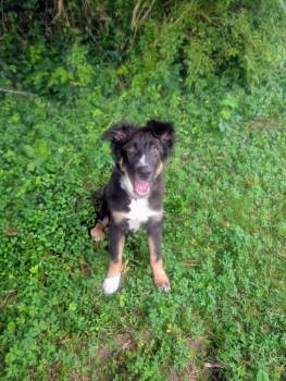 Marley -  Collie Dog for Adoption in Maysville, Kentucky - Marley | PetCurious