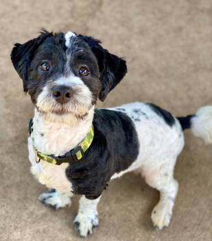 Henry -  Bichon Frise and Schnauzer Dog for Adoption in Urbandale, Iowa - Henry | PetCurious