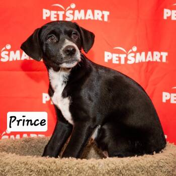 Prince -  Cattle Dog and Labrador Retriever Dog for Adoption in Calimesa, California - Prince | PetCurious