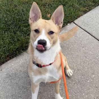 BellaSue -  Cattle Dog Dog for Adoption in Grand Rapids, Michigan - BellaSue | PetCurious