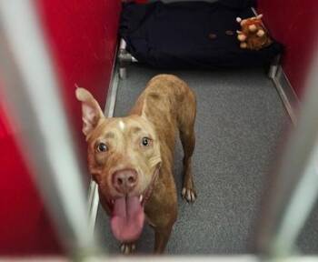 Mixed Breed Dogs Available for Adoption in West Chester, Pennsylvania - Remy | PetCurious