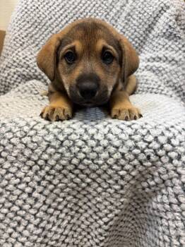 Beagle and Labrador Retriever Dogs Available for Adoption in Clinton, South Carolina - Fanta | PetCurious