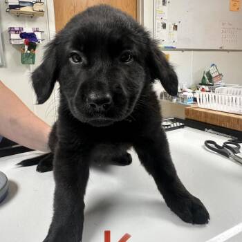 Kiara -  Australian Shepherd and Labrador Retriever Dog for Adoption in Pekin, Illinois - Kiara | PetCurious