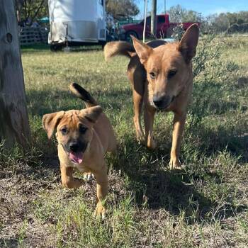 Rescue Carolina Dog Dogs for Adoption in Lockhart, Texas - Hutto Puppies | PetCurious