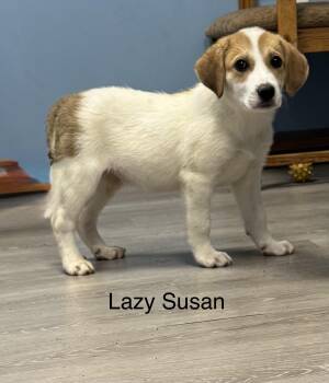 Coonhound and Great Pyrenees Dogs Available for Adoption in Ulster, Pennsylvania - Lazy Susan | PetCurious