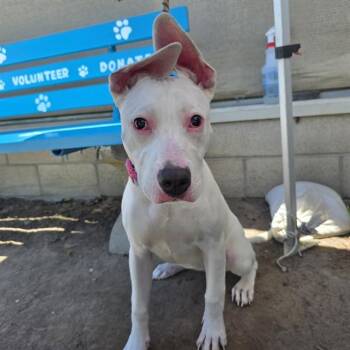 Pit Bull Terrier and Mixed Breed Dogs Available for Adoption in Long Beach, California - COCONUT CREAM | PetCurious