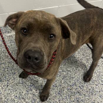 Buffy -  American Staffordshire Terrier Dog for Adoption in Greenville, South Carolina - Buffy | PetCurious