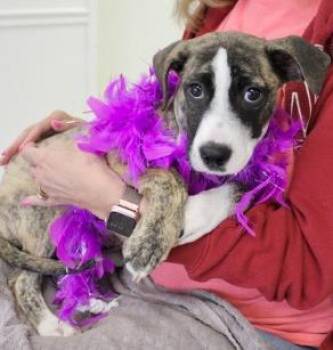 Bonsai -  Pit Bull Terrier and Mixed Breed Dog for Adoption - Bonsai | PetCurious