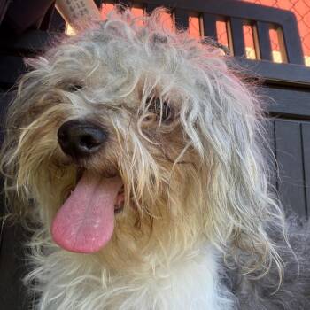 Luki -  Mixed Breed Dog for Adoption in Philadelphia, Pennsylvania - Luki | PetCurious