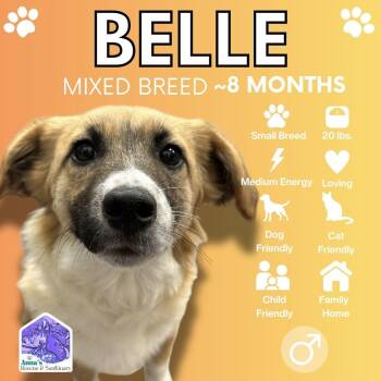 Mixed Breed Dogs Available for Adoption in Aurora, Ontario - Belle | PetCurious