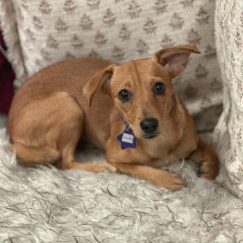 Eleanor -  Chihuahua and Mixed Breed Dog for Adoption in San Francisco, California - Eleanor | PetCurious