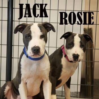 Jack -  Terrier and Mixed Breed Dog for Adoption in Mooresville, North Carolina - Jack | PetCurious