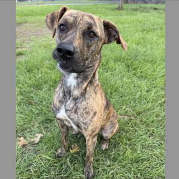 AMBER -  Pit Bull Terrier and Mixed Breed Dog for Adoption in Conroe, Texas - AMBER | PetCurious