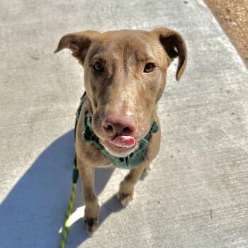 Lassiter -  Chocolate Labrador Retriever and Mixed Breed Dog for Adoption in Austin, Texas - Lassiter | PetCurious