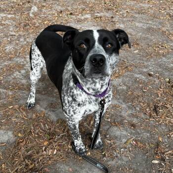 Mixed Breed Dogs Available for Adoption in Summerville, South Carolina - Kool-Aid Man | PetCurious