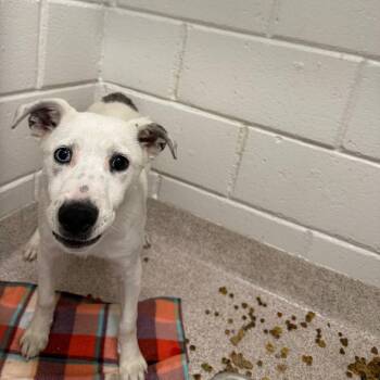 Chowder -  Whippet Dog for Adoption in Horn Lake, Mississippi - Chowder | PetCurious