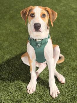 Hank -  Mixed Breed Dog for Adoption in Huntsville, Alabama - Hank | PetCurious