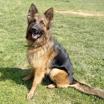 German Shepherd Dog Dogs Available for Adoption in Marshall, Virginia - Havoc | PetCurious