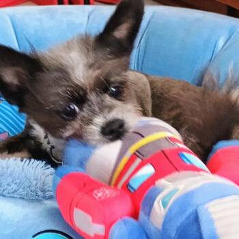 Yorkshire Terrier Dogs Available for Adoption in Northbrook, Illinois - Wanda | PetCurious