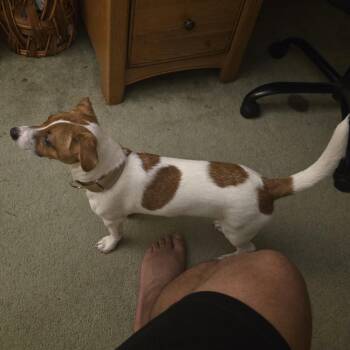 Rowan -  Jack Russell Terrier and Beagle Dog for Adoption - Rowan | PetCurious