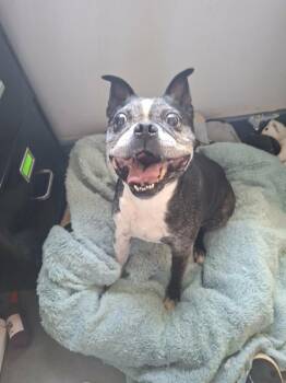 Vinny -  Boston Terrier and Pug Dog for Adoption in Salmon Arm, British Columbia - Vinny | PetCurious