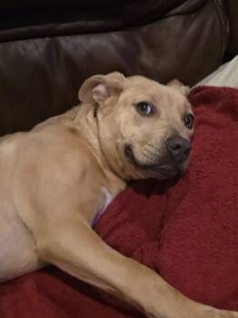 Pit Bull Terrier Dogs Available for Adoption - Charlotte | PetCurious