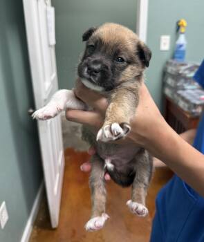 Moss- Ready end of July- apply now for this adorable cutie -  Beagle and Husky Dog for Adoption in Conway, South Carolina - Moss- Ready End Of July- Apply Now For This Adorable Cutie | PetCurious