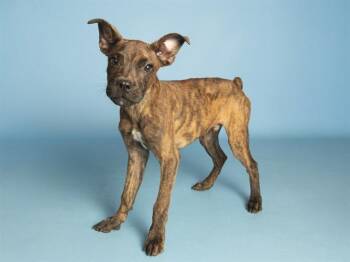 MARIO -  Boxer and Mixed Breed Dog for Adoption in Phoenix, Arizona - MARIO | PetCurious