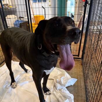 Odin -  Great Dane and Pit Bull Terrier Dog for Adoption in Wahiawa, Hawaii - Odin | PetCurious