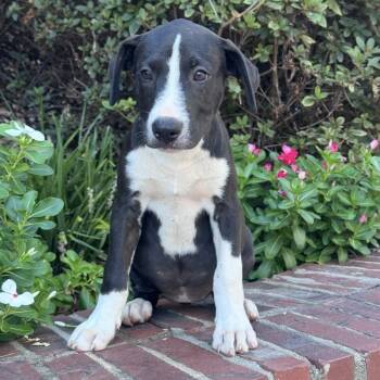 Robin -  Labrador Retriever and Hound Dog for Adoption in Atlanta, Texas - Robin | PetCurious