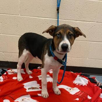 Zoe -  Mixed Breed Dog for Adoption in Memphis, Tennessee - Zoe | PetCurious