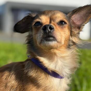 Gabby -  Chihuahua Dog for Adoption in St. Augustine, Florida - Gabby | PetCurious