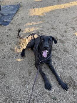 Great Dane Dogs Available for Adoption - DRAKO | PetCurious