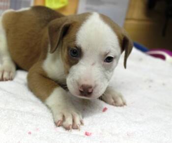 Rescue Terrier and Mixed Breed Dogs for Adoption in Picayune, Mississippi - Penny | PetCurious