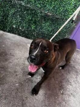 61297266 -  Pit Bull Terrier and Mixed Breed Dog for Adoption in El Paso, Texas - 61297266 | PetCurious