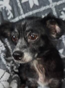 Trixiana WV14430-T -  Chihuahua Dog for Adoption in Missouri City, Texas - Trixiana WV14430-T | PetCurious