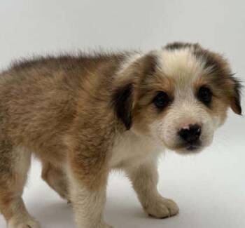Brownie -  Australian Shepherd and Mixed Breed Dog for Adoption in Bowling Green, Kentucky - Brownie | PetCurious