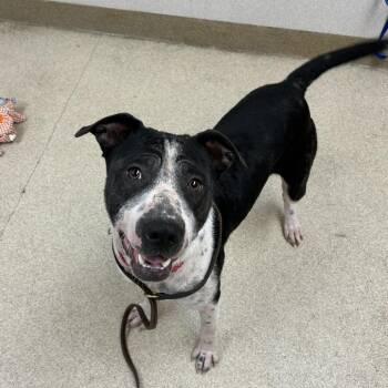Domino -  American Staffordshire Terrier and Border Collie Dog for Adoption in Naperville, Illinois - Domino | PetCurious