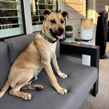 Yellow Labrador Retriever and Mountain Cur Dogs Available for Adoption - ALPHARETTA - Romeo | PetCurious