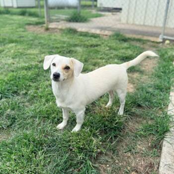 Nano -  Chihuahua and Terrier Dog Available for Adoption in Carencro, Louisiana - Nano | PetCurious