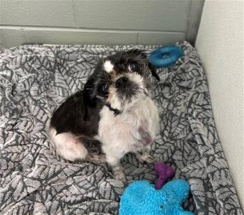 CHANEL -  Shih Tzu Dog for Adoption in Geneva, Illinois - CHANEL | PetCurious