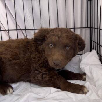 Mixed Breed Dogs Available for Adoption in Moab, Utah - Fozzie Bear | PetCurious
