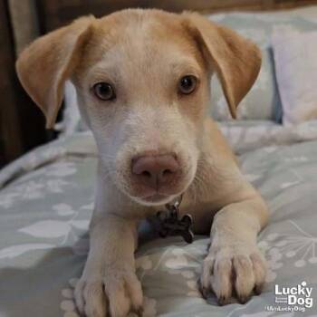 Labrador Retriever Dogs Available for Adoption - Checo | PetCurious